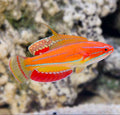 McCosker's Flasher wrasse