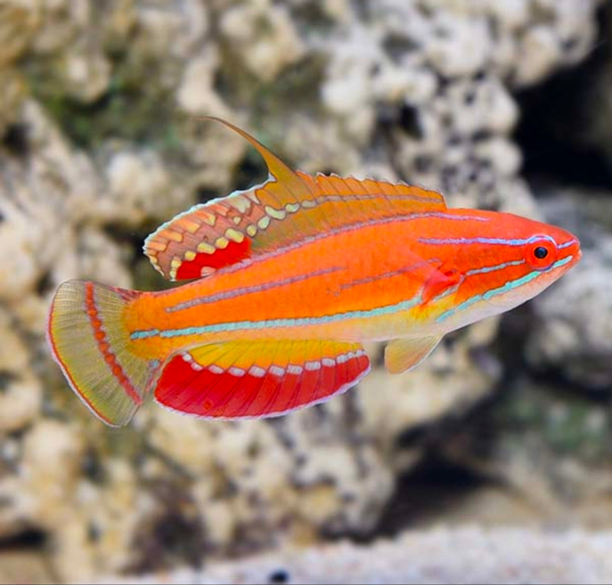 McCosker's Flasher wrasse