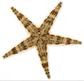 Sand Sifting starfish