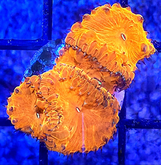 WYSIWYG Orange Blasto 4 heads