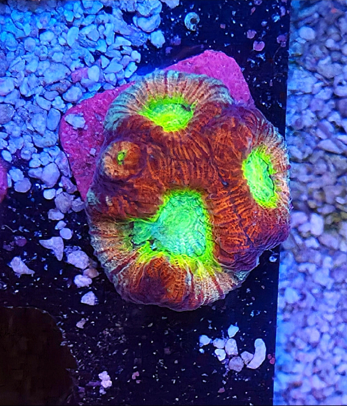WYSIWYG RDZ Skittles Favia Coral Frag