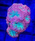 WYSIWYG Pink Skirt Green Center Blasto Coral Frag 8+heads