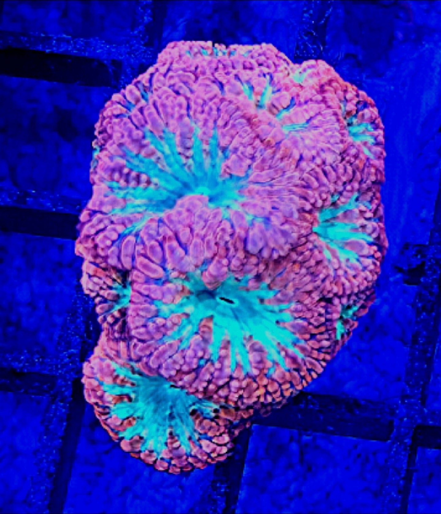 WYSIWYG Pink Skirt Green center Blasto coral frag 8+heads