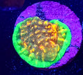 WYSIWYG Obsidian Chalice Coral Frag