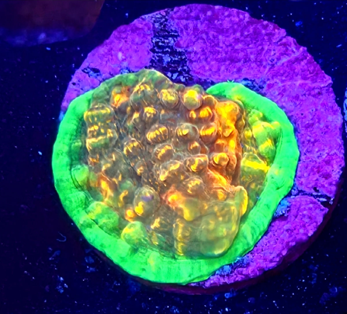 WYSIWYG Obsidian Chalice Coral Frag