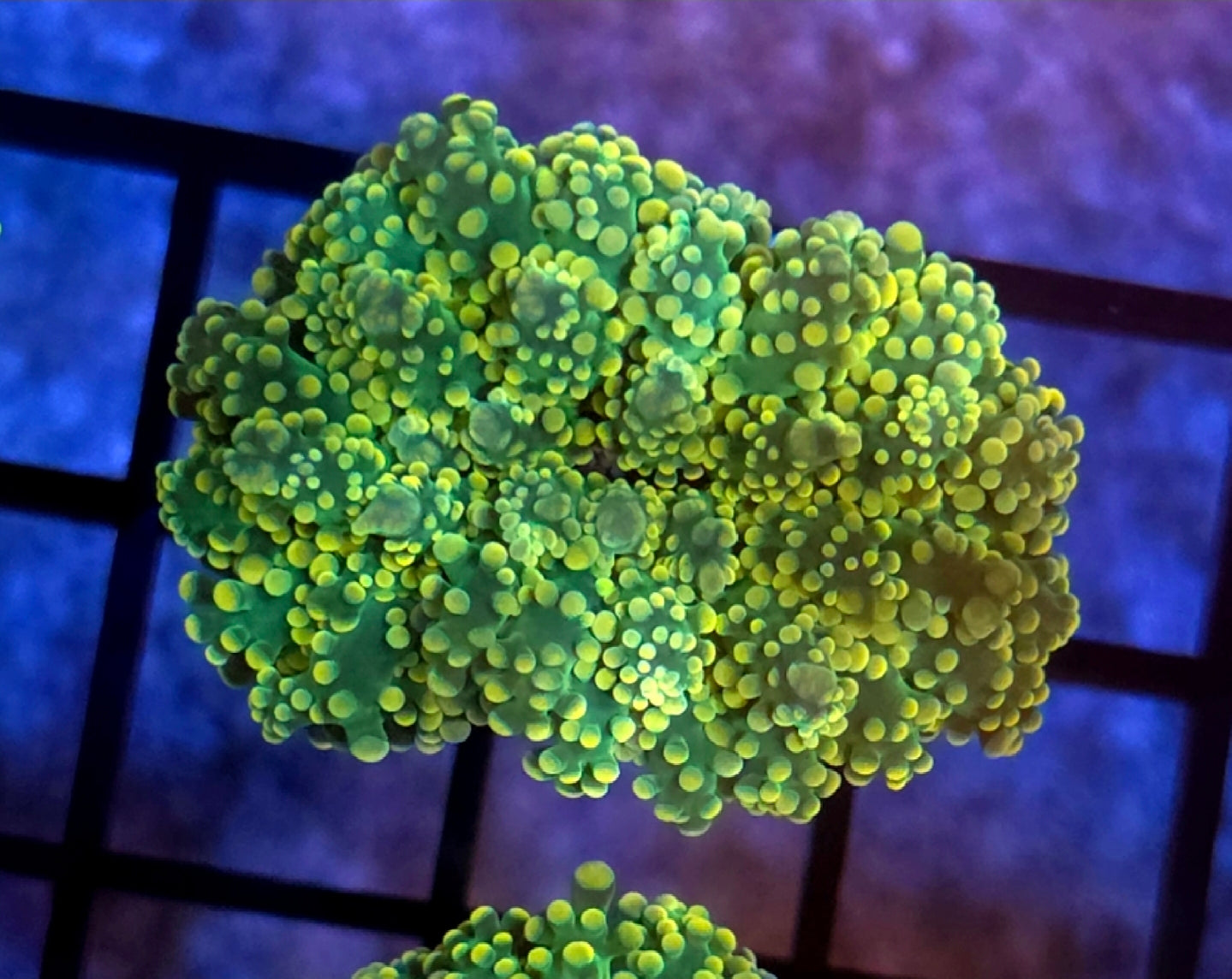 WYSIWYG Lemon Lime Octo Coral Frag