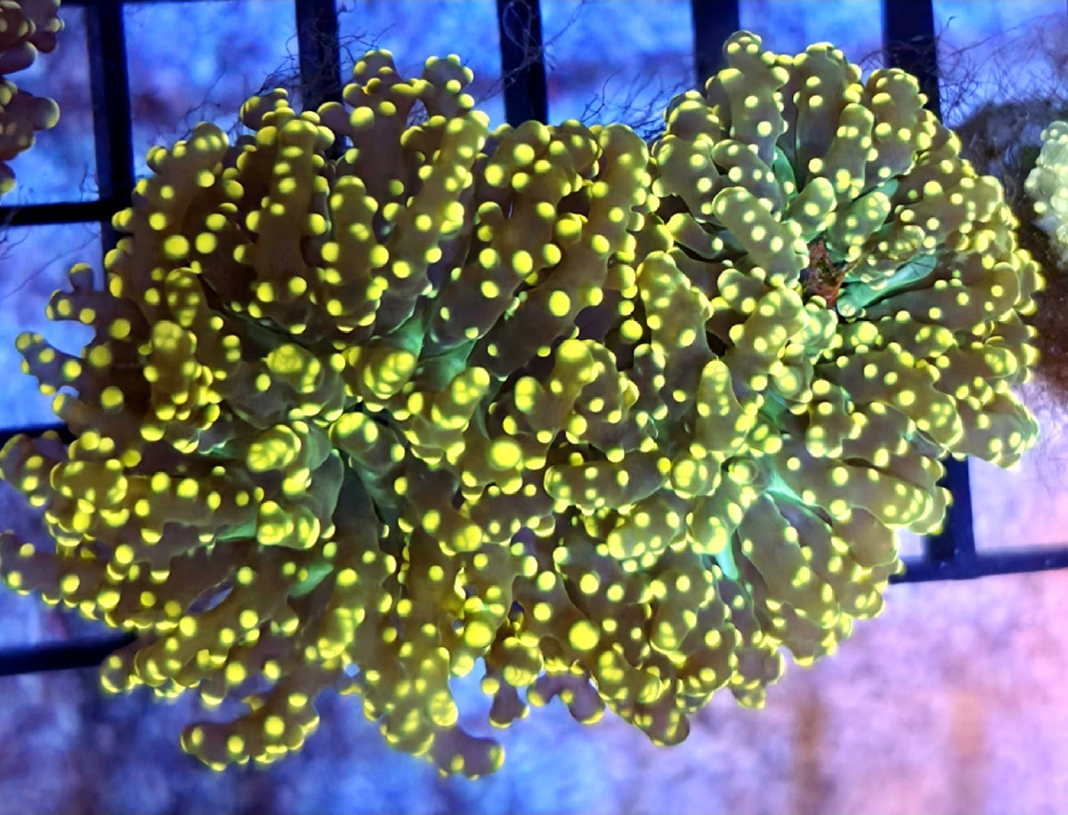 WYSIWYG Ultra Green Mouth Yellow Tips Octospawn coral 2 Heads