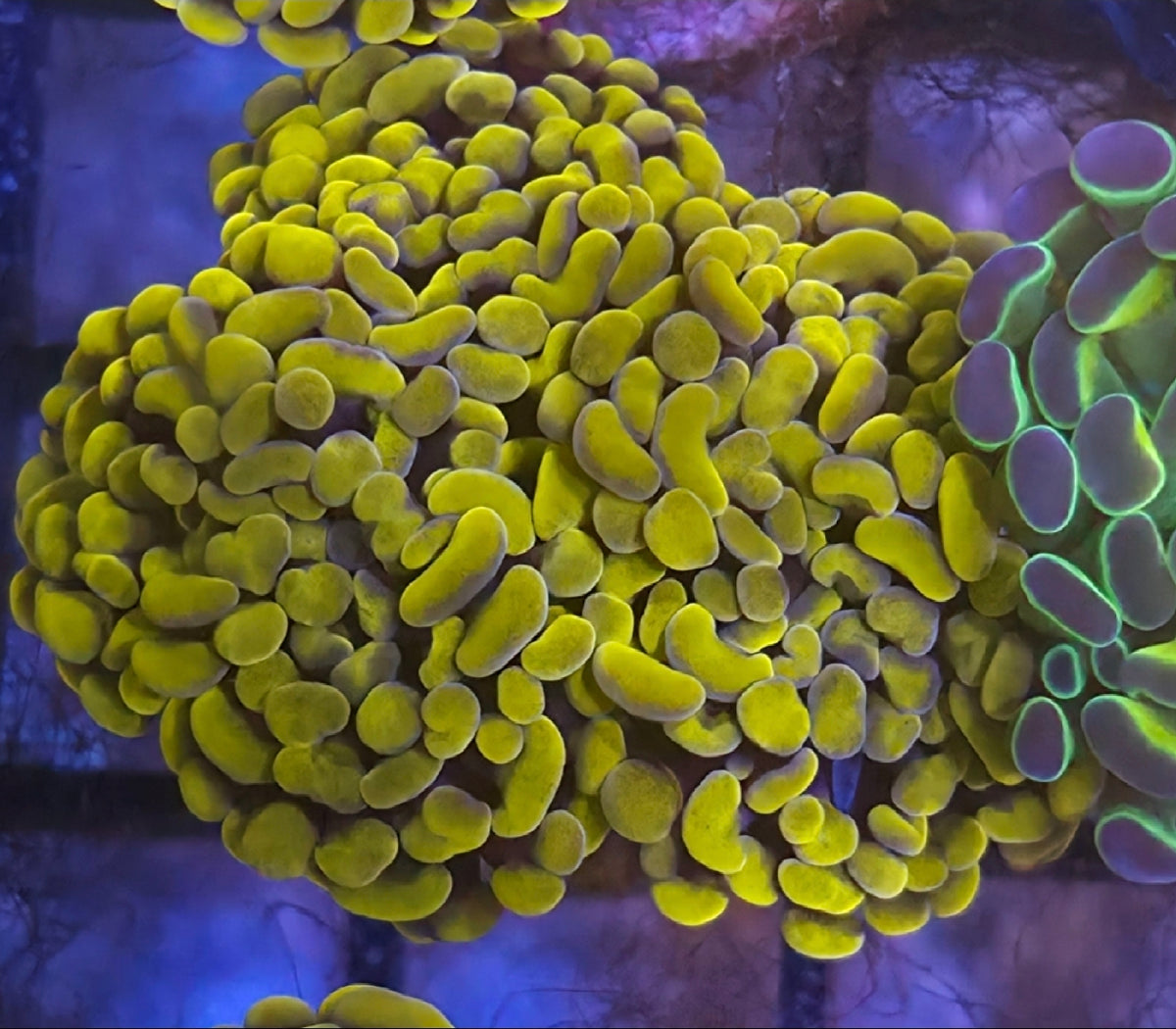 WYSIWYG True Yellow Hammer Coral Frag 4 Heads