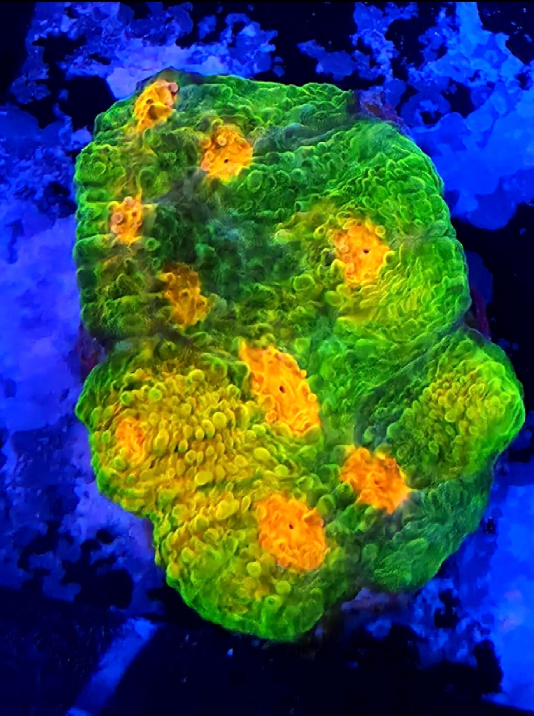 WYSIWYG Mummy Eye Chalice Coral Frag