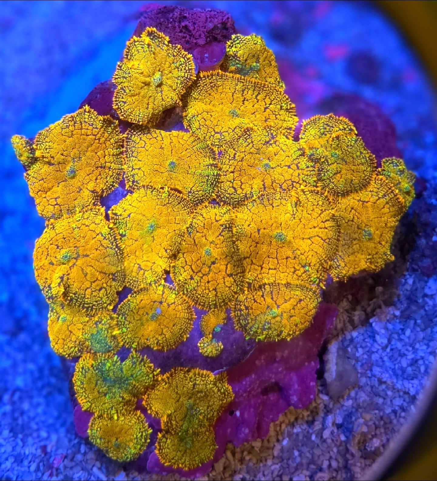 Ultra Orange And Green Rhodactus Mushroom Coral 1 Mushroom