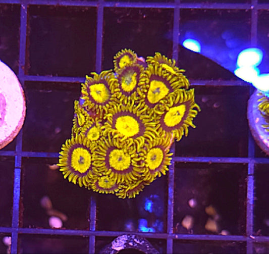 WYSIWYG King Midas Zoa frag 10+ Heads - Shipwreck Cove Corals