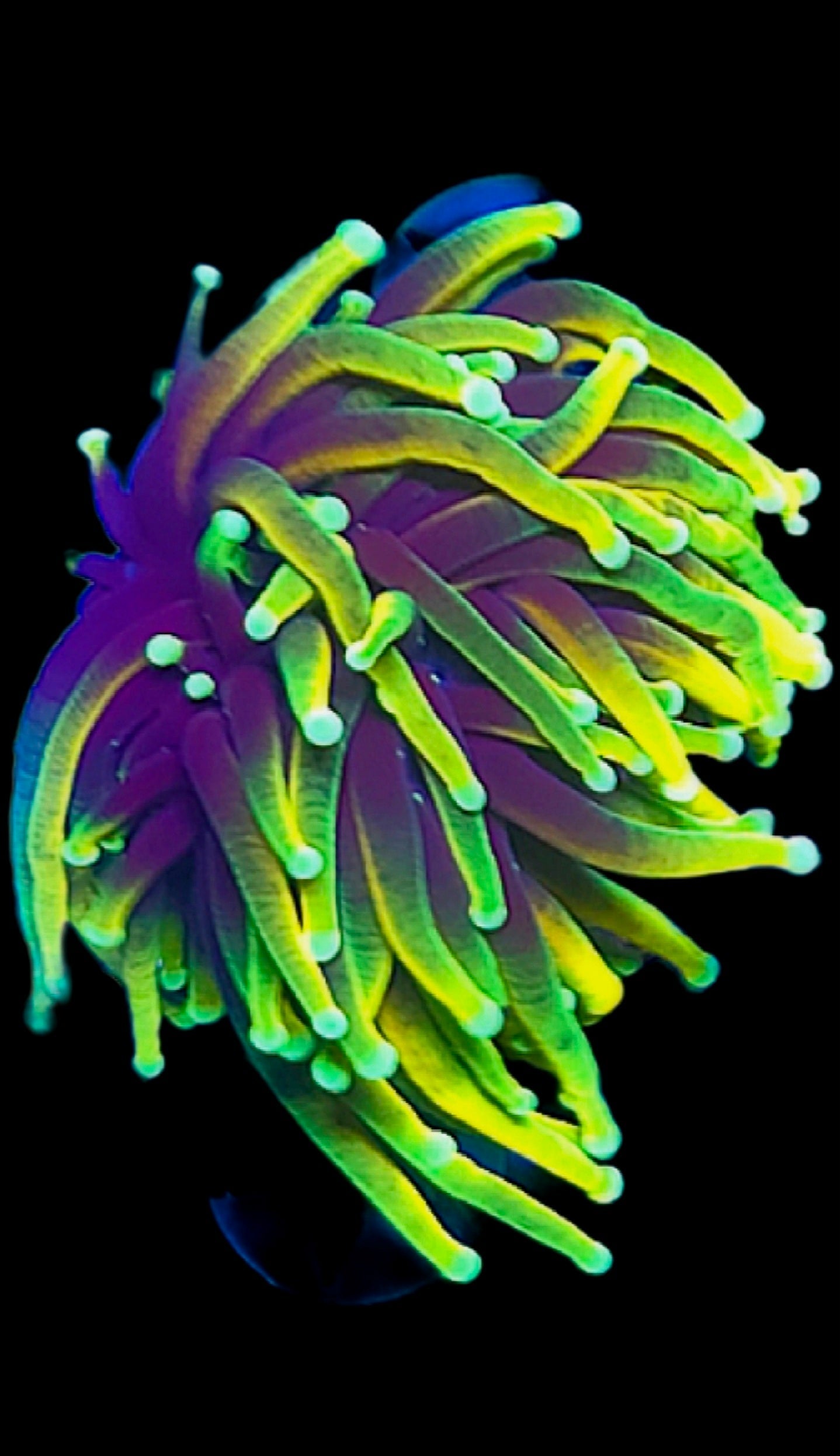WYSIWYG Hellfire torch coral - Shipwreck Cove Corals