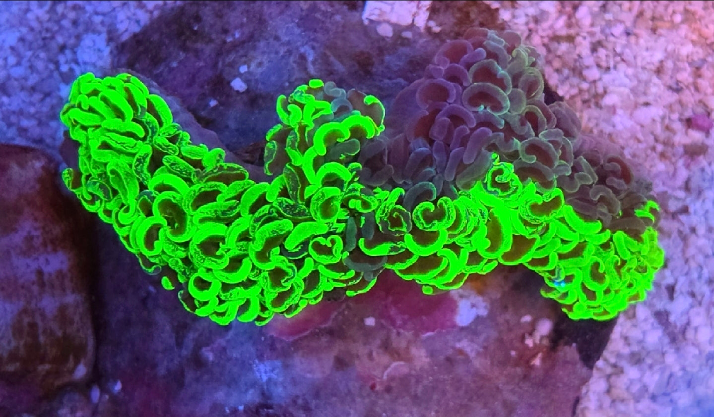 WYSIWYG Bi-Color Splatter Hammer Wall Coral