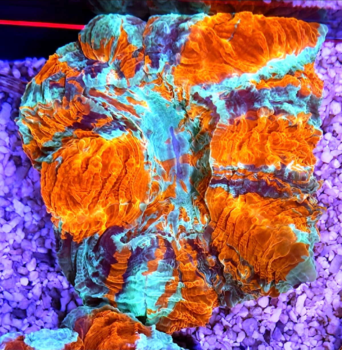 WYSIWYG Ultra Acantho coral