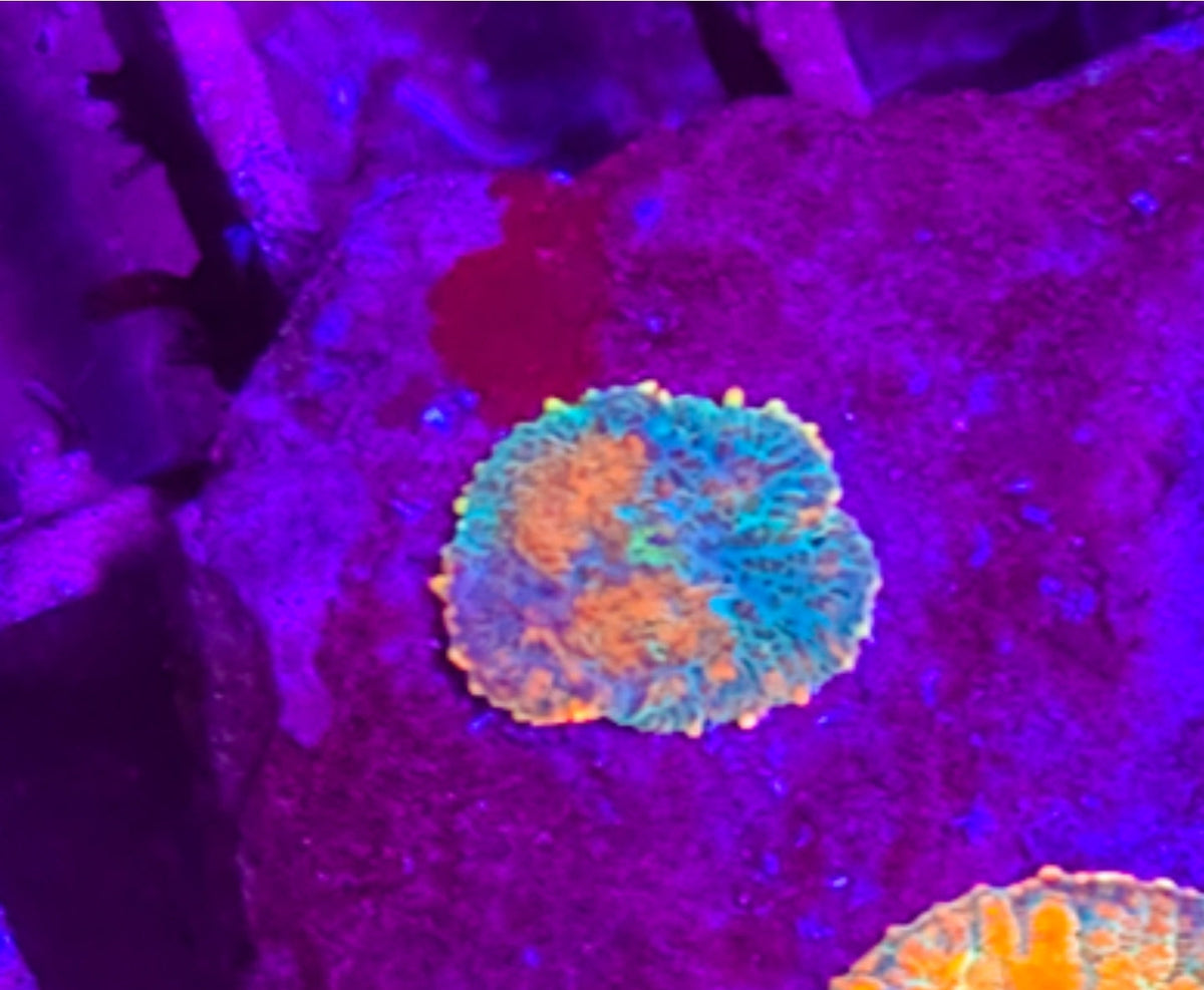 WYSIWYG Heads Tequila Sunrise mushroom coral - Shipwreck Cove Corals