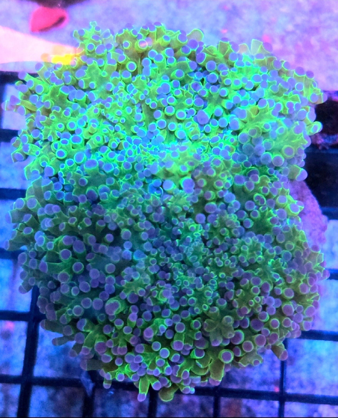 WYSIWYG Bi-Color Kingspawn Coral (rare) 1 Large Head