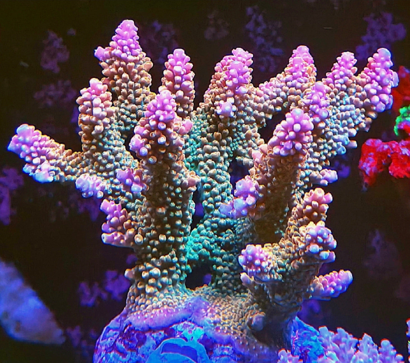 RDZ Master Of All Acro Coral Frag 1- 1/12"