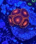 WYSIWYG Orange BamBams Zoa Coral Frag