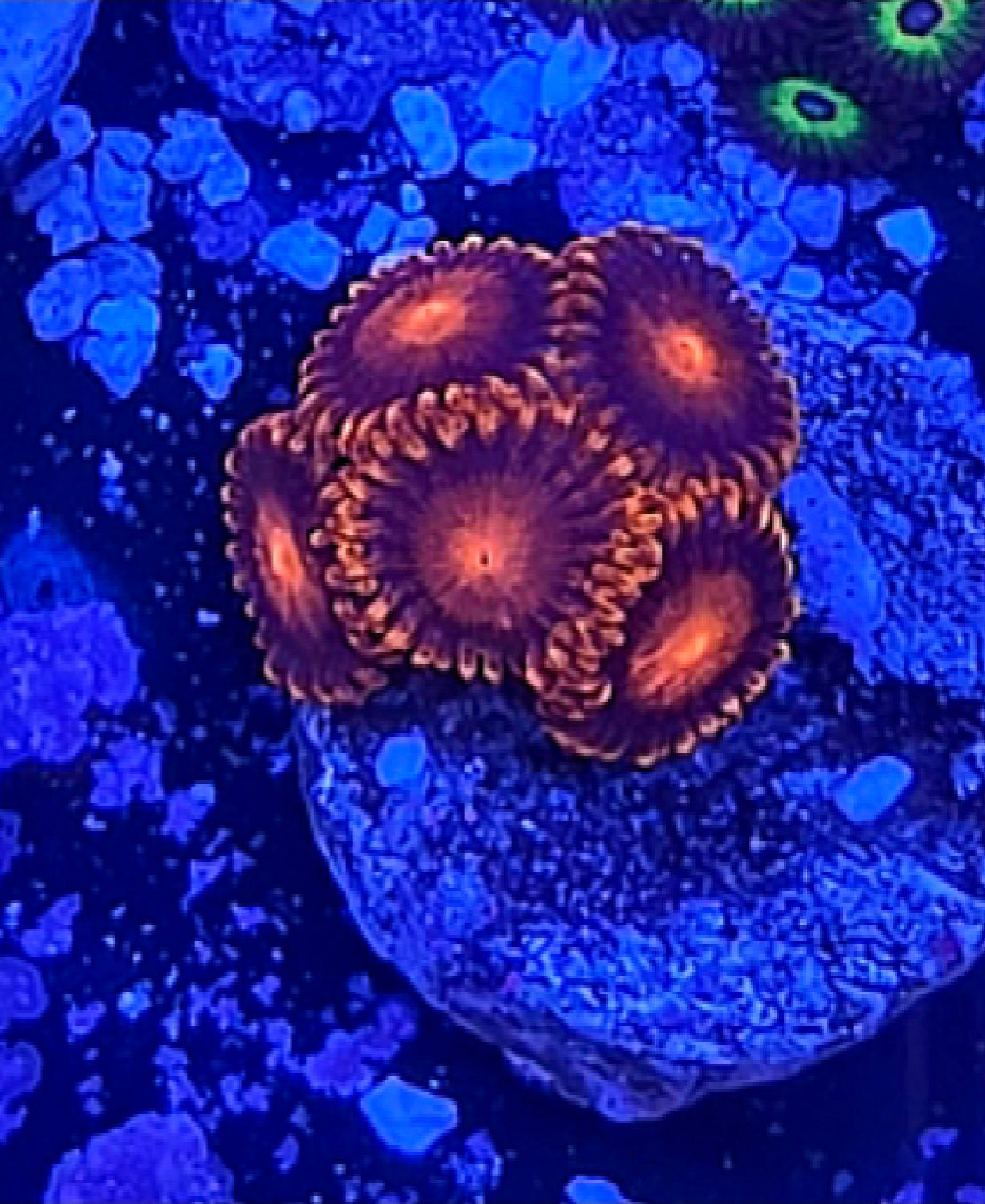 WYSIWYG Orange BamBams Zoa Coral Frag