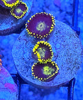 WYD Sonic Zoa Coral Frag 3 Heads