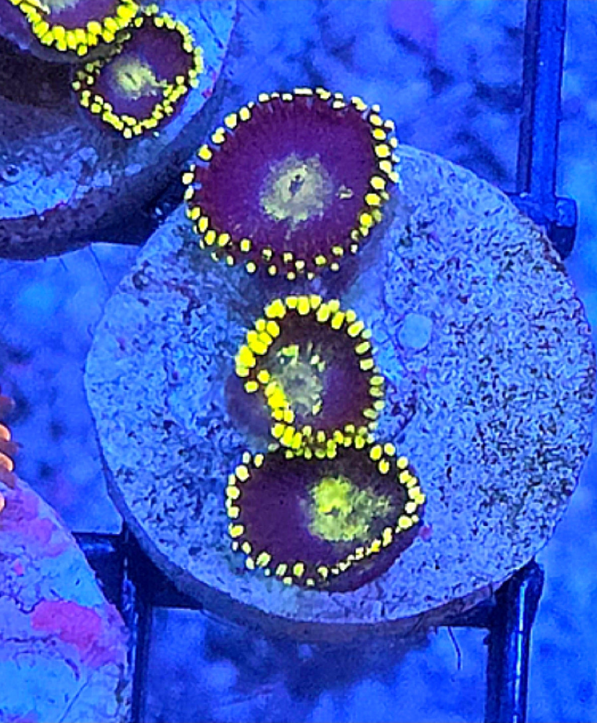 WYD Sonic Zoa Coral Frag 3 Heads