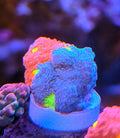 WYSIWYG Jelley Bean Chalice Coral Frag