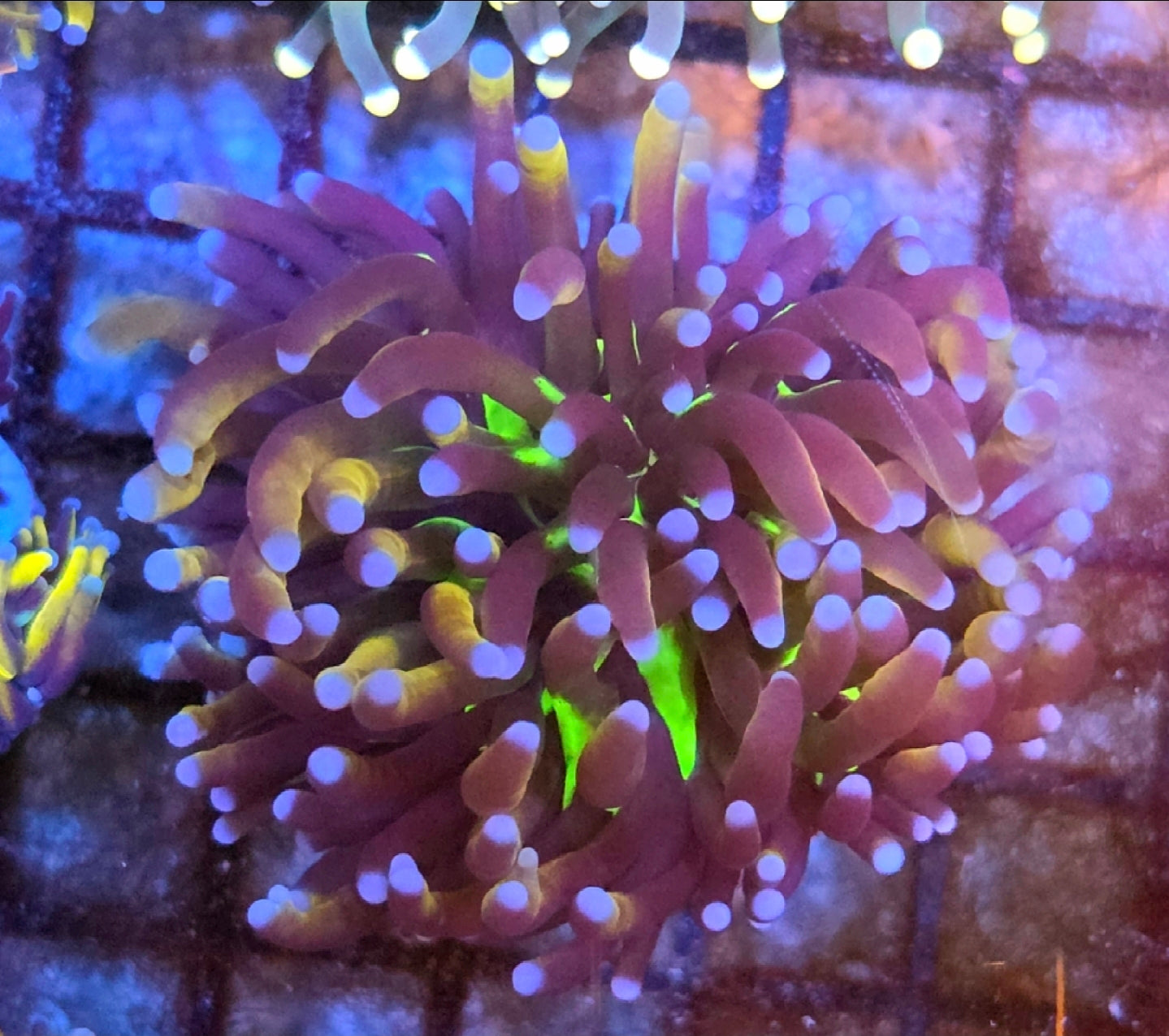 WYSIWYG Mardi Gras Torch Coral Frag