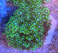 WYSIWYG Green And Blue Alveopora coral Lg