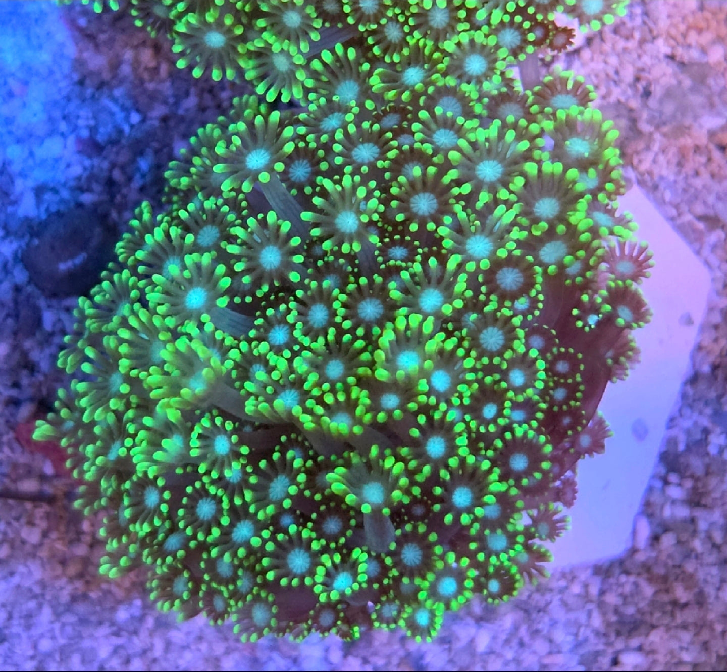 WYSIWYG Green And Blue Alveopora coral Lg
