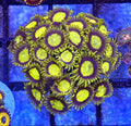 WYSIWYG King Midas Zoa Coral Frag Large