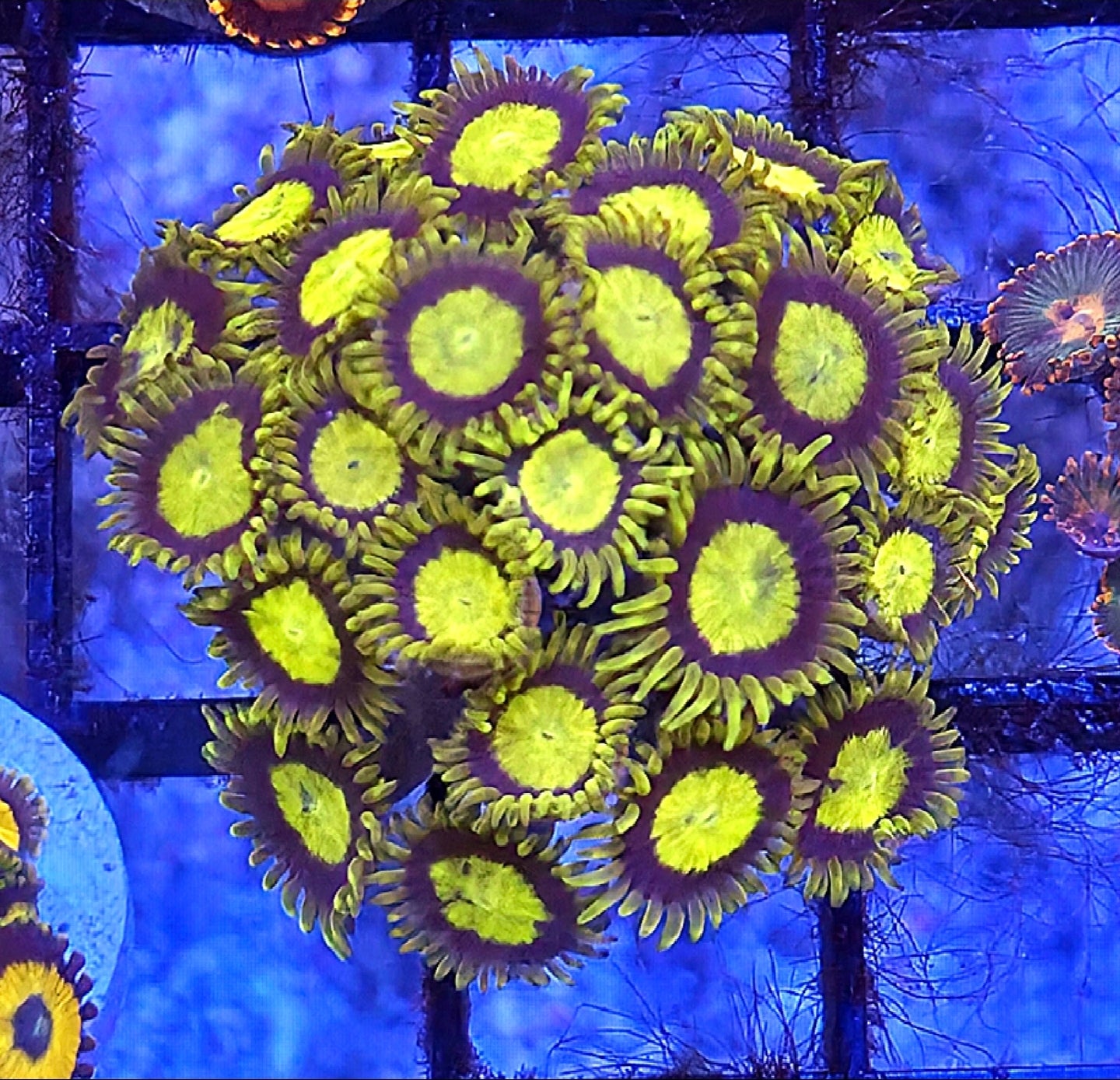 WYSIWYG King Midas Zoa Coral Frag Large