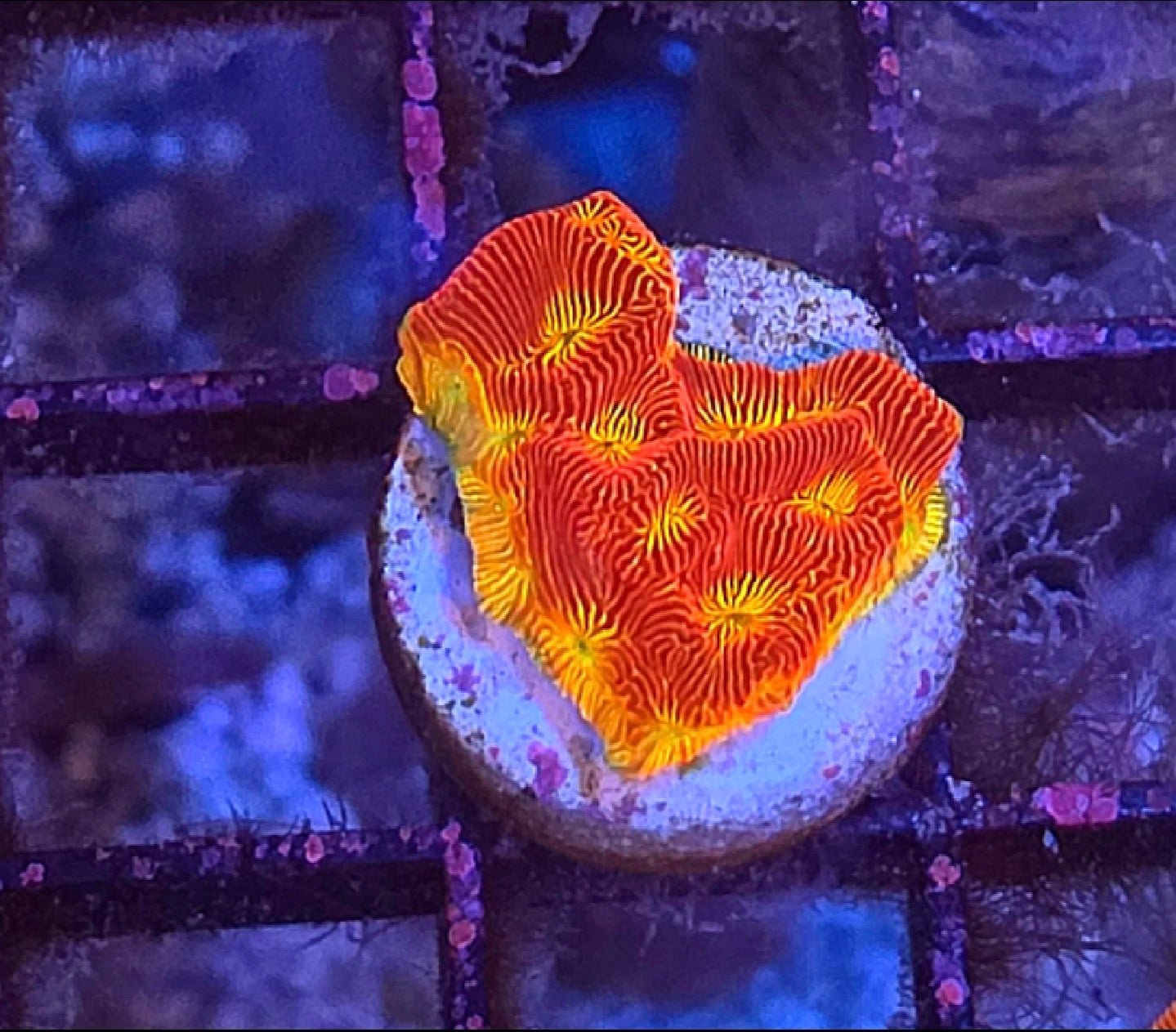 WYSIWYG SCC Ring Of Fire Favia Coral - Shipwreck Cove Corals