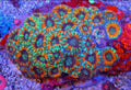 Tangerine Dreams Acan Coral Frag 2 Heads
