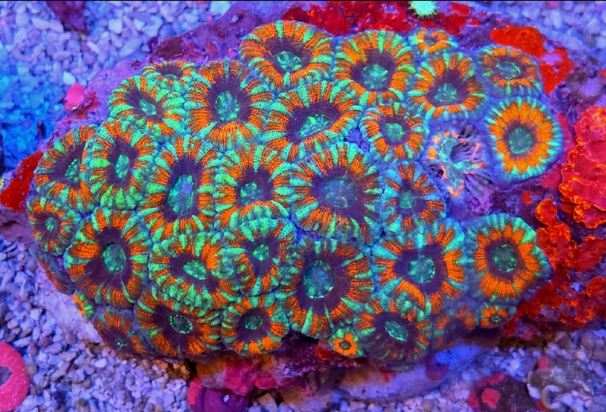 Tangerine Dreams Acan Coral Frag 2 Heads