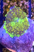 WYSIWYG Key Lime Rhodactus Coral Frag