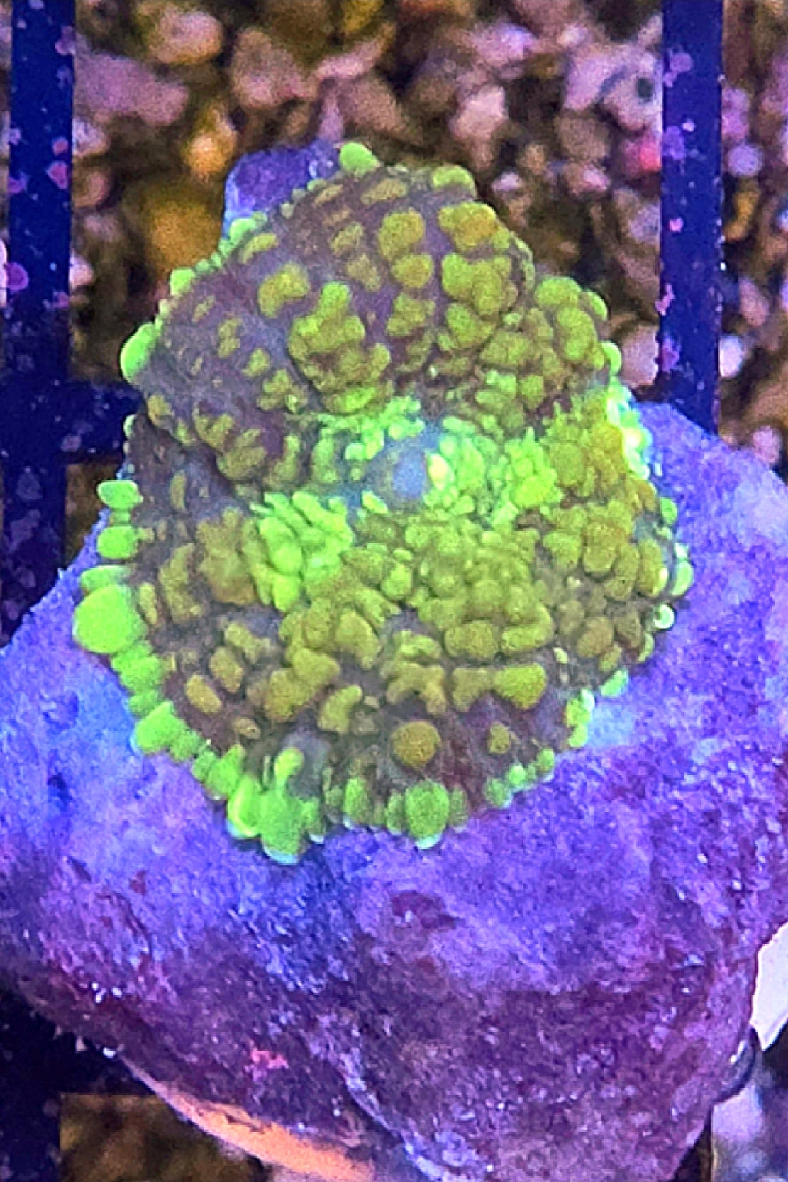 WYSIWYG Key Lime Rhodactus Coral Frag