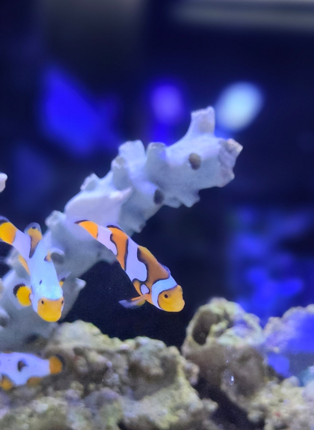 Onyx picasso clown fish
