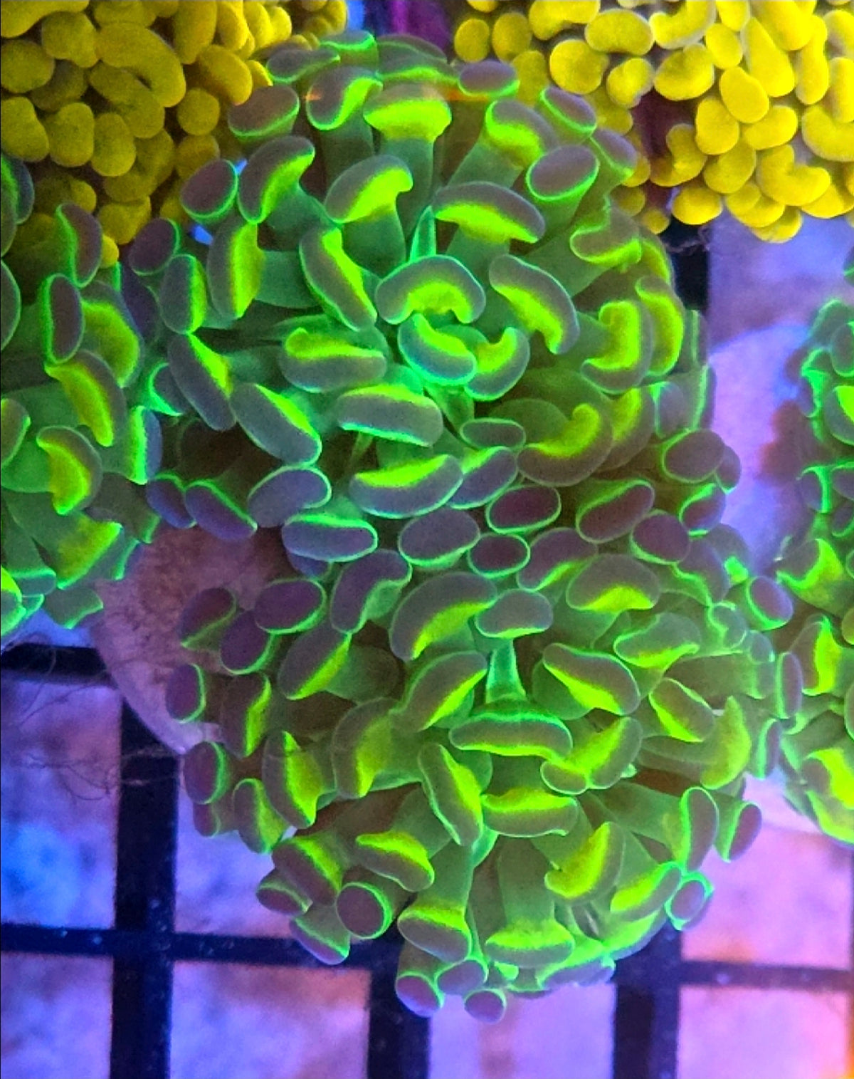WYSIWYG Hologram Hammer Coral Frag 2 Heads