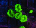 WYSIWYG Neon Green Candy Cane Coral Frag 4 Heads