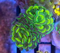 WYSIWYG Hologram Hammer Coral Frag 2 Heads