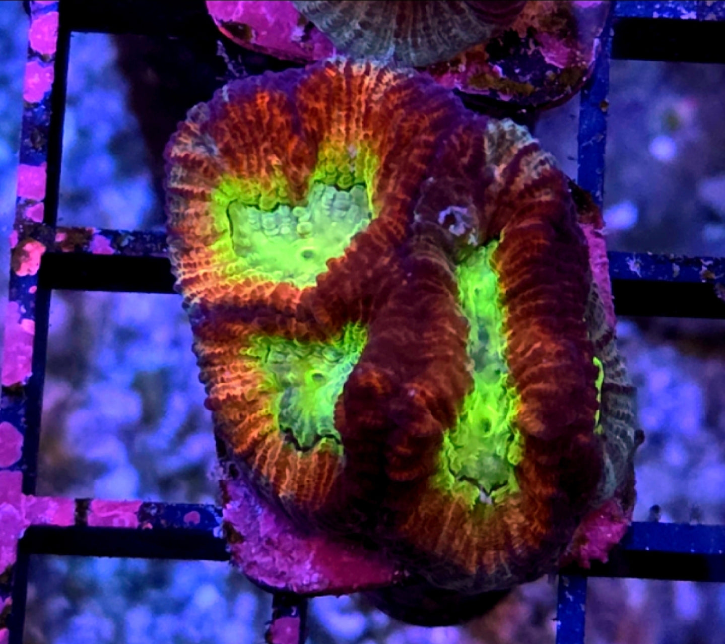 WYSIWYG RDZ Skittles Favia Coral Frag