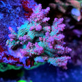 Raspberry Fields Acropora SPS Coral Frags