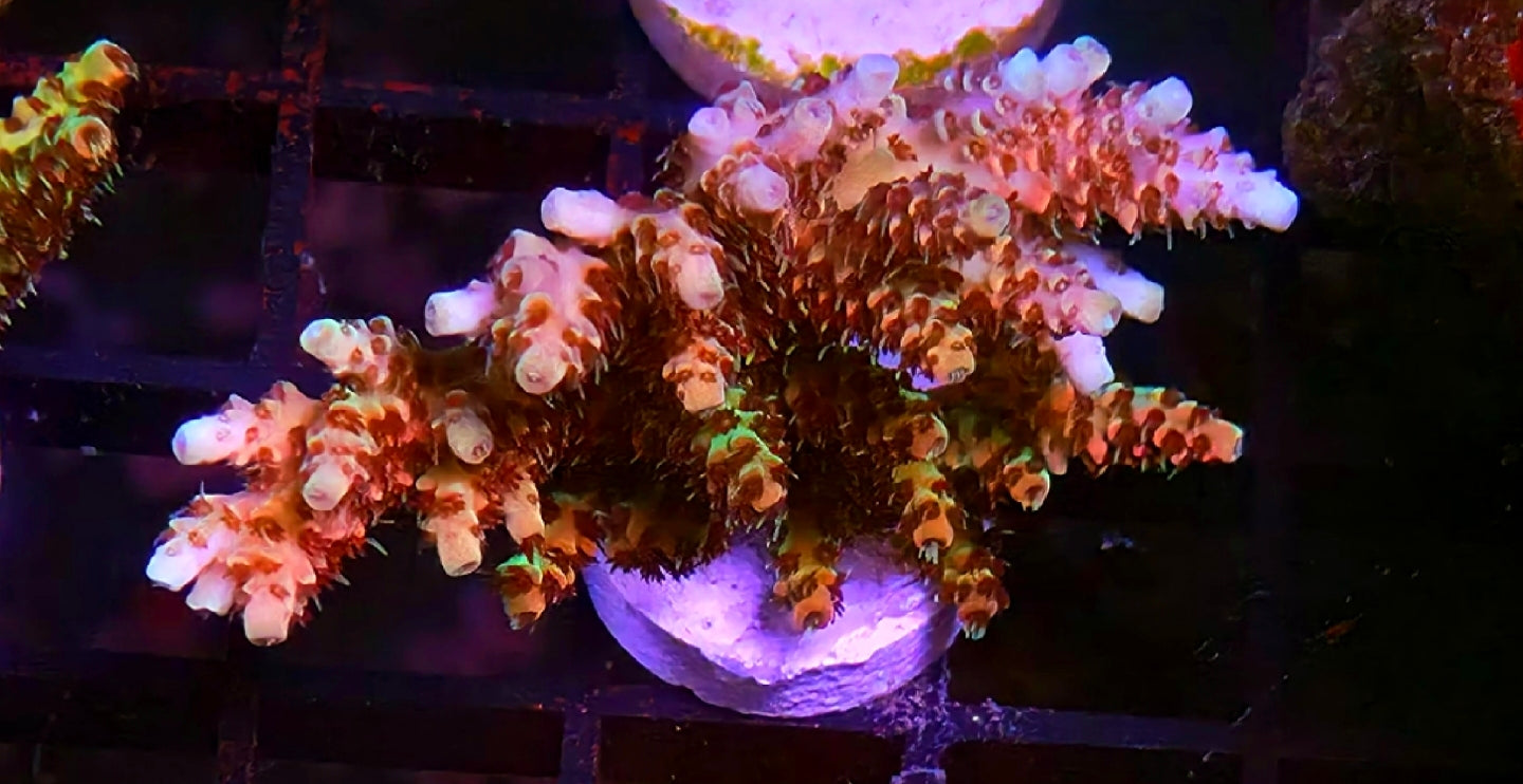 WYSIWYG RDZ Pink Flamingo Acro Coral Frag Large