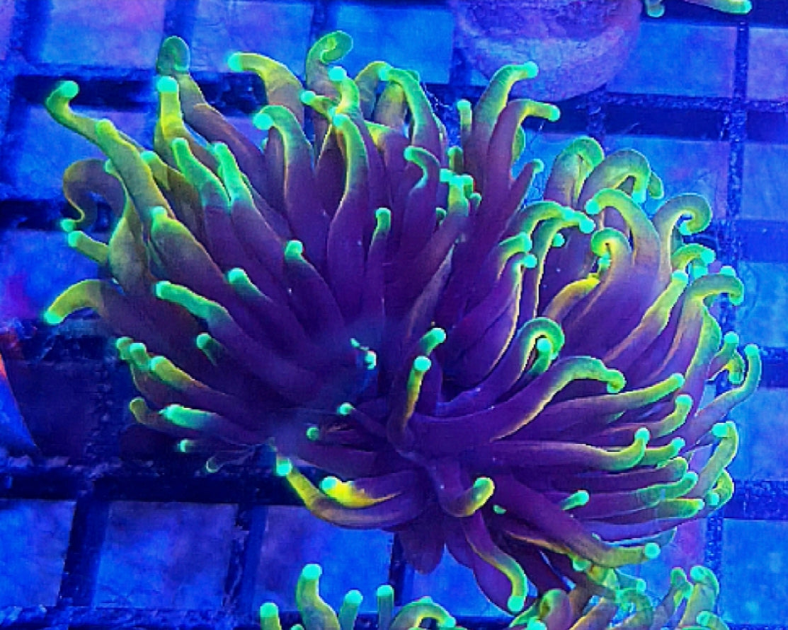 WYSIWYG Dragon Tamer Torch coral frag