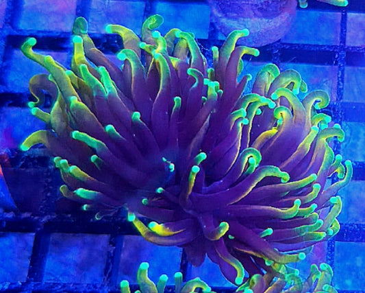 WYSIWYG Dragon Tamer Torch coral frag