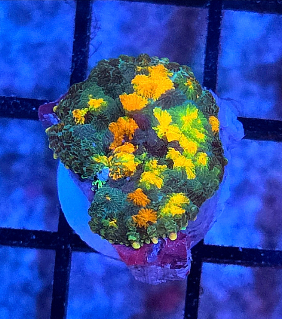 WYSIWYG Sunkist Carpet Rhodactus Mushroom Coral Frag One Mushroom 1 Head