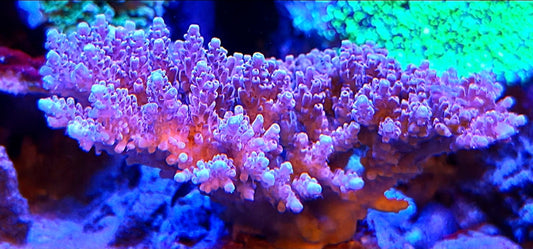 Pink Panther Acro coral frag 1.5-2"