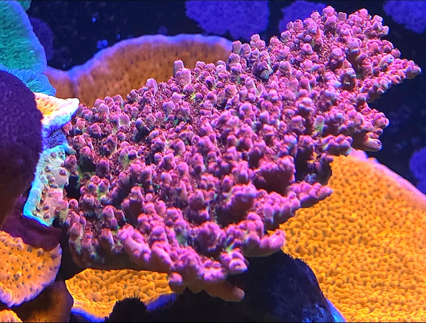 Strawberry Shortcake Tableing acro frag