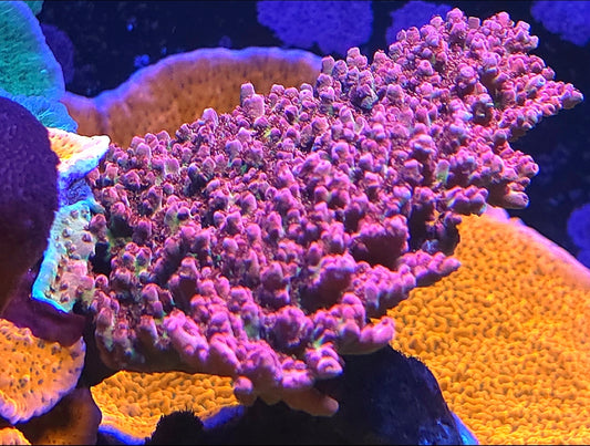 Strawberry Shortcake Tableing acro frag
