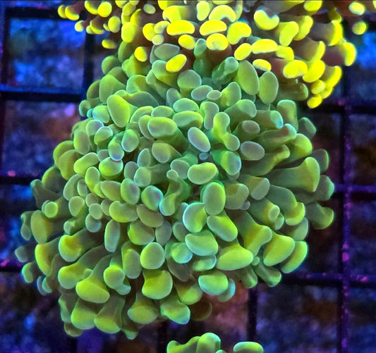WYSIWYG Ultra Gold Hammer coral 2 heads
